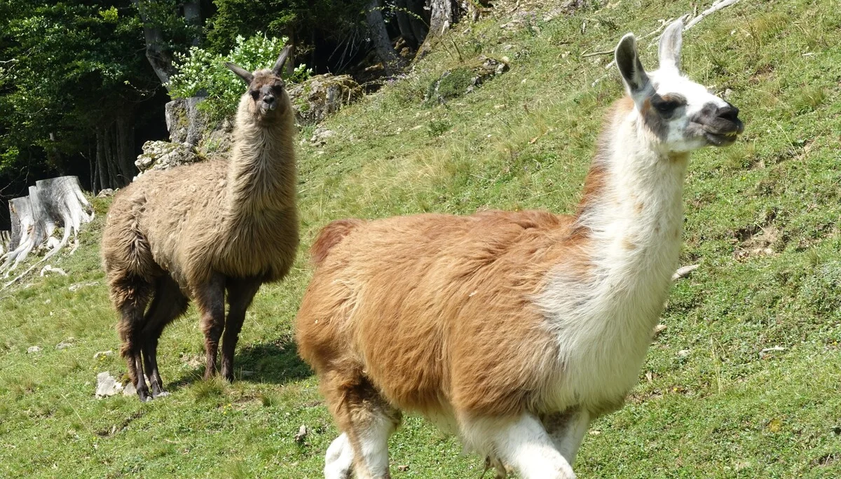 © DAV Bergbund/Neubecker