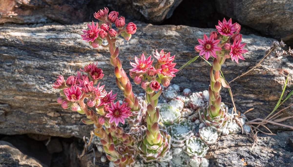 © DAV Bergbund/Tiefenthaler