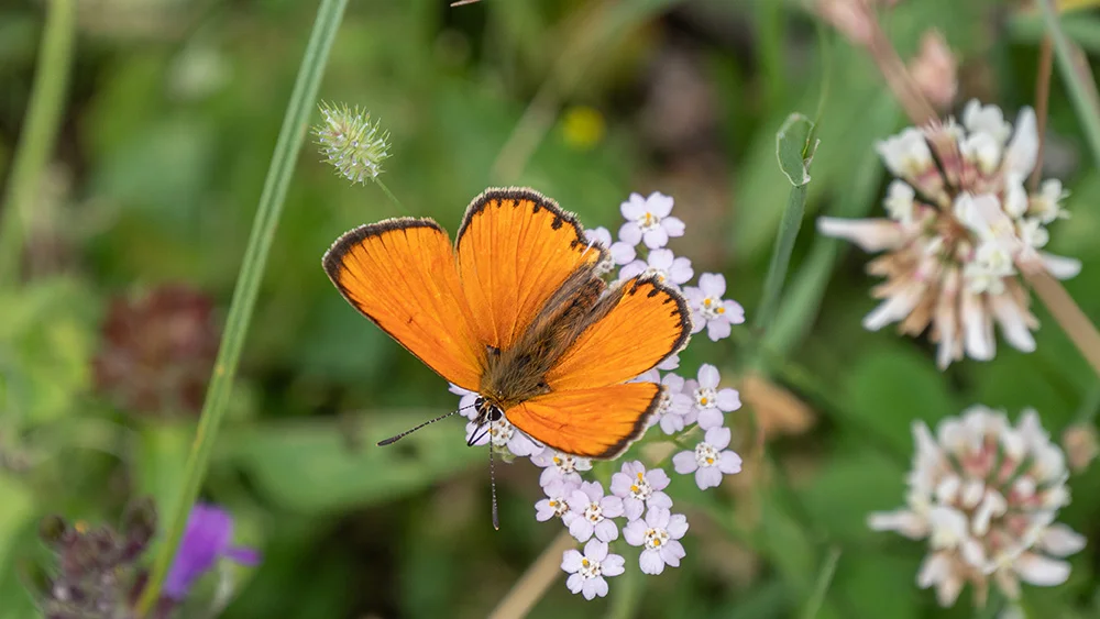 © DAV Bergbund/Tiefenthaler