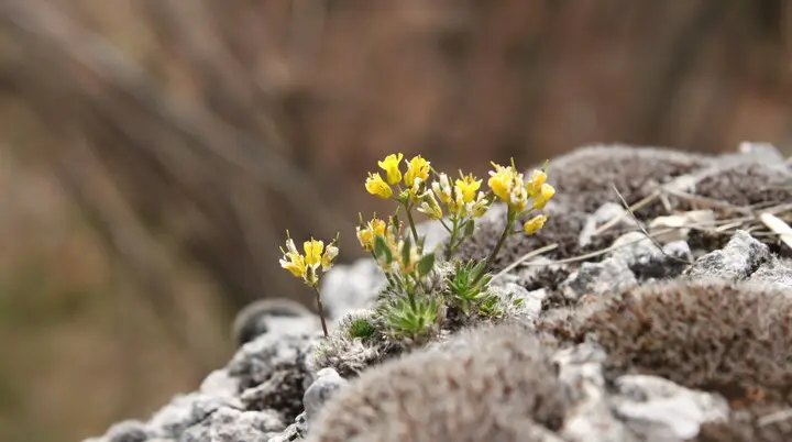Pflanzen in den Bergen: der Alpenwundklee | © DAV/Steffen Reich